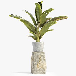 Plant in Pot Flowerpot Exotic Plant