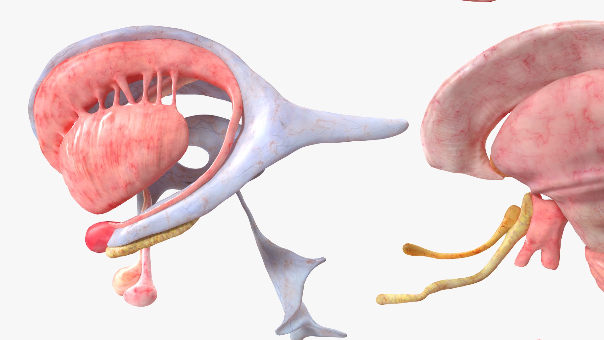 Brain Cross Section model https://p.turbosquid.com/ts-thumb/I9/R05sdM/8x/braincrosssectionvray3dmodel015/jpg/1645009417/1920x1080/fit_q87/847dfef7a0c4ce1343053f803ac32593cfe2ab0b/braincrosssectionvray3dmodel015.jpg