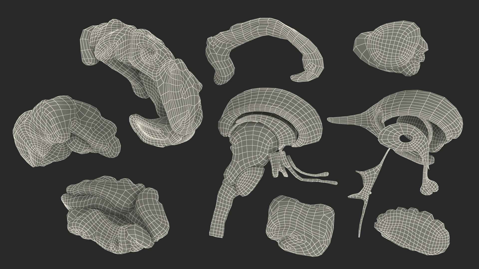 Brain Cross Section model - TurboSquid 1855699