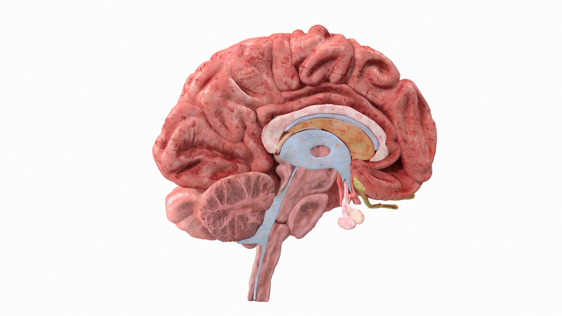 Neuroanatomy Art Print Brain Anatomy Cross Section -  Norway