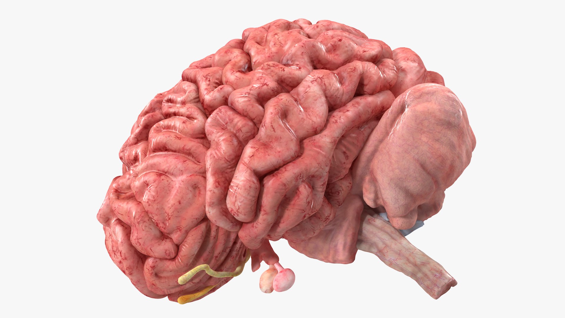 Brain Cross Section model https://p.turbosquid.com/ts-thumb/I9/R05sdM/Os/braincrosssectionvray3dmodel007/jpg/1645009391/1920x1080/fit_q87/87ac16e7cf7b02b0192797f2e4b5b229fe1d8732/braincrosssectionvray3dmodel007.jpg