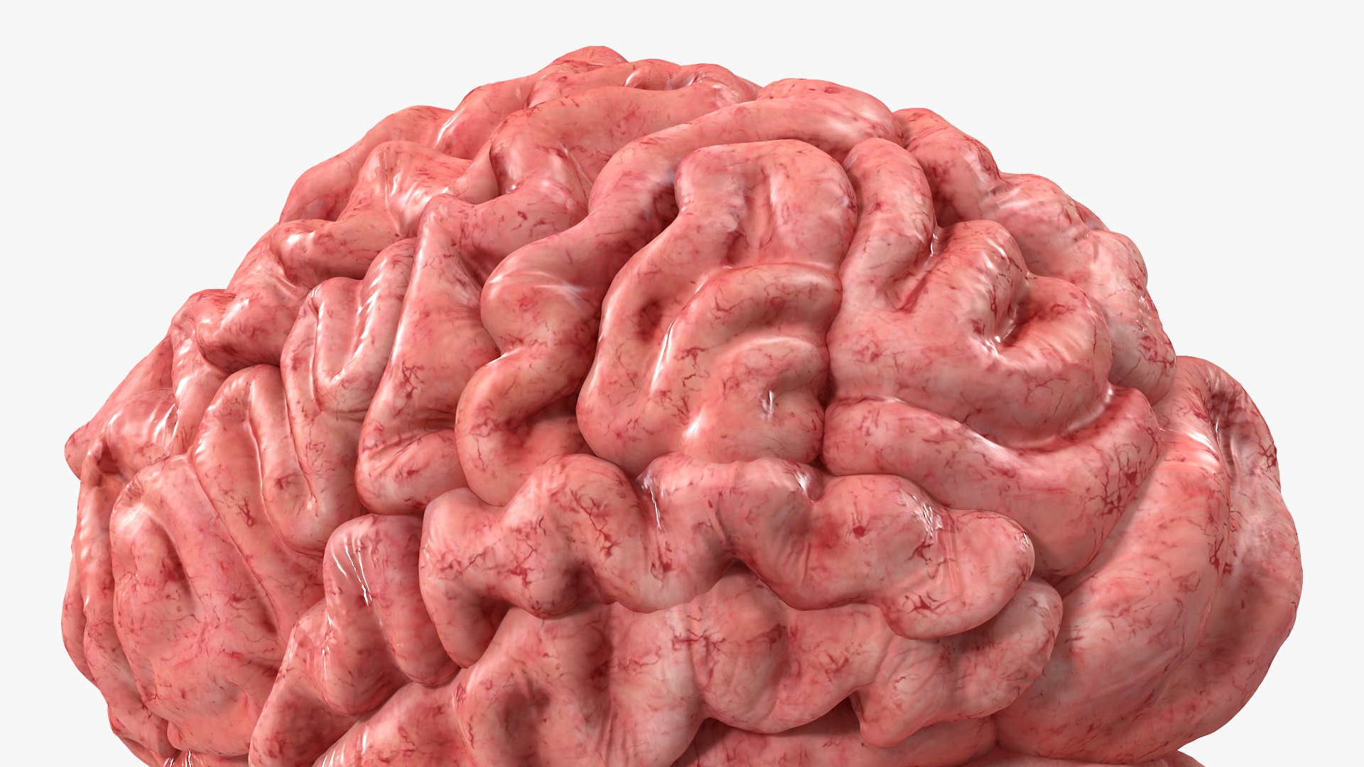 Brain Cross Section model https://p.turbosquid.com/ts-thumb/I9/R05sdM/Xb/braincrosssectionvray3dmodel009/jpg/1645009400/1920x1080/fit_q87/3c8928b5da929a0a81112d601f0ddb8156ff2543/braincrosssectionvray3dmodel009.jpg