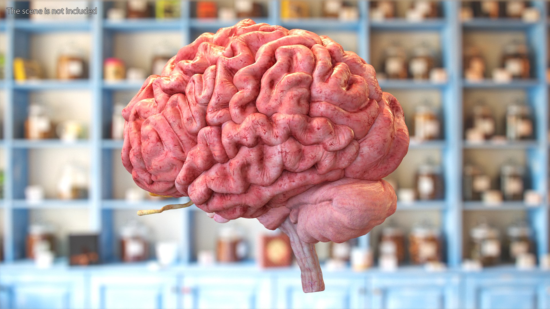 Brain Cross Section model https://p.turbosquid.com/ts-thumb/I9/R05sdM/Yu/braincrosssectionvray3dmodel003/jpg/1645009376/1920x1080/fit_q87/bdf41272ec277e51d643df1acc164118eaf31026/braincrosssectionvray3dmodel003.jpg