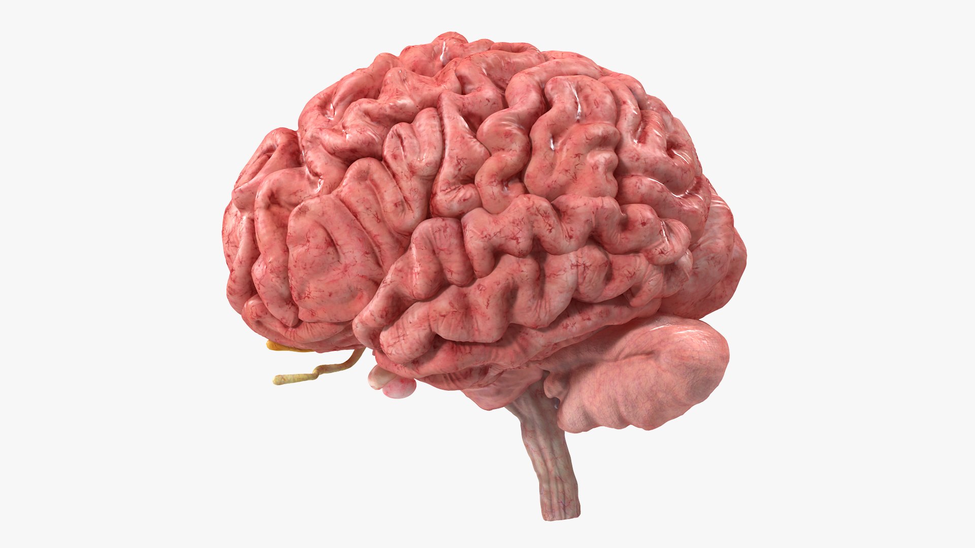 Brain Cross Section model https://p.turbosquid.com/ts-thumb/I9/R05sdM/ar/braincrosssectionvray3dmodel006/jpg/1645009386/1920x1080/fit_q87/9efab92e126e2af703ecbebf8e9a66930694c2a0/braincrosssectionvray3dmodel006.jpg