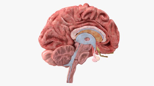 3D Modeling and Extended Reality Simulations of the Cross-sectional Anatomy  of the Cerebrum, Cerebellum, and Brainstem