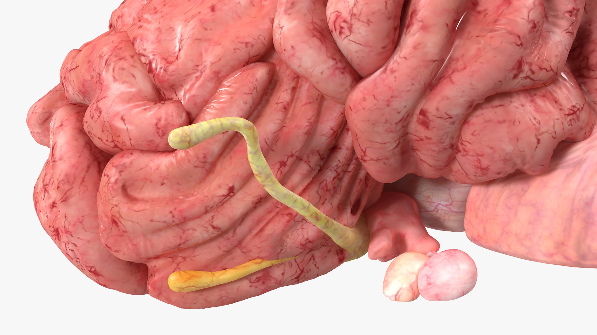 Brain Cross Section model https://p.turbosquid.com/ts-thumb/I9/R05sdM/bM/braincrosssectionvray3dmodel011/jpg/1645009406/1920x1080/fit_q87/1fab4ceb4bf88567da37c7ab2f8da42060eab504/braincrosssectionvray3dmodel011.jpg