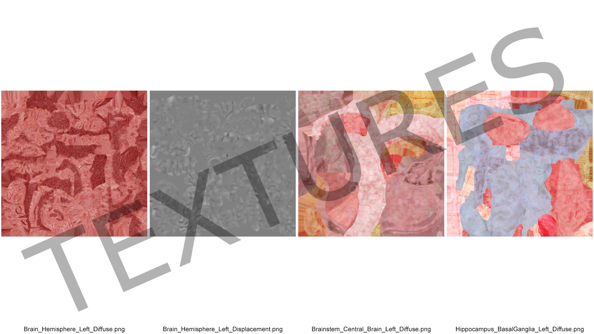 Brain Cross Section model https://p.turbosquid.com/ts-thumb/I9/R05sdM/kw/braincrosssectionvray3dmodel021/jpg/1645009434/1920x1080/fit_q87/d0b8c4e731ebe310b05390c44d0121c22ee406ea/braincrosssectionvray3dmodel021.jpg