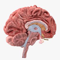 Brain Cross Section