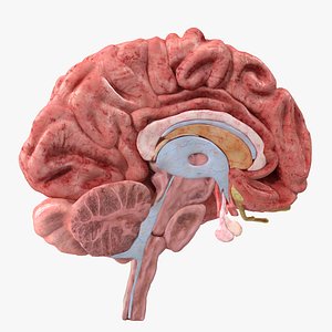 Brain Cross Section
