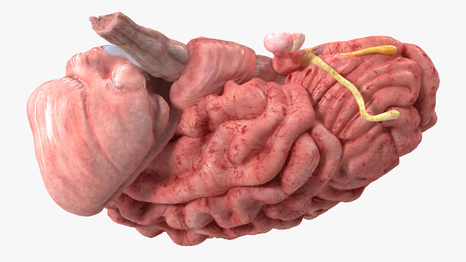 Brain Cross Section model https://p.turbosquid.com/ts-thumb/I9/R05sdM/rk/braincrosssectionvray3dmodel008/jpg/1645009396/1920x1080/fit_q87/7c712da336e045be910f3710334508e42a0f37c9/braincrosssectionvray3dmodel008.jpg