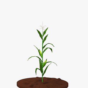 corn 3D model