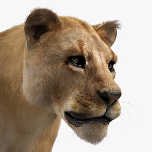 3d lioness adult fur