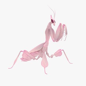 3D model Praying Mantis
