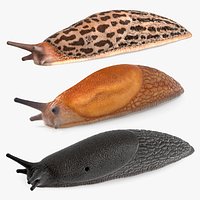 Rigged Slugs Collection