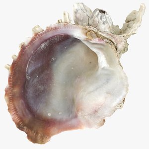 Sea Shell 3D model