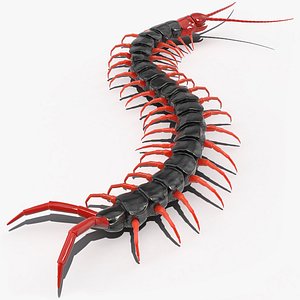 Scolopendra Subspinipes Mutilans Crawling