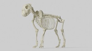 sculpture lion skeleton animal 3D model