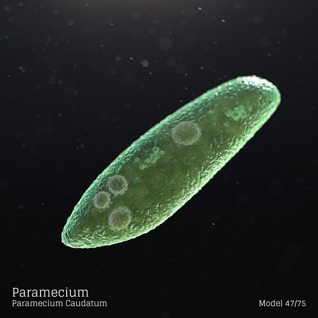 paramecium cell 3d
