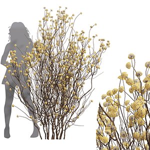 3D New Plant High detail Edgeworthia Chrysantha Paperbush Tall