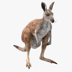 Female Kangaroo Rigged for Maya