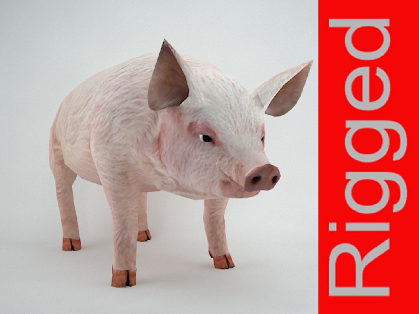 Pig Rigged 3d Model