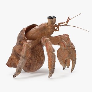 3D hermit crab standing pose