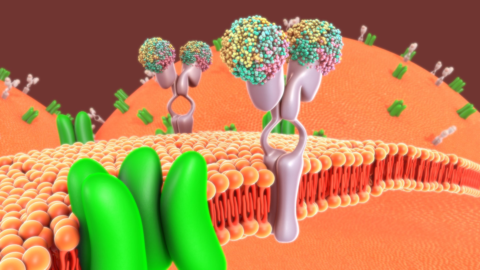 3D Cell Membrane - TurboSquid 1871321