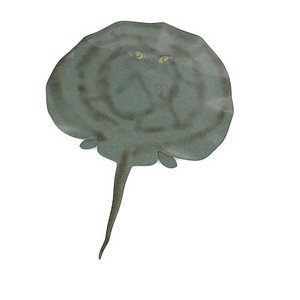 3d model diplobatus ommata