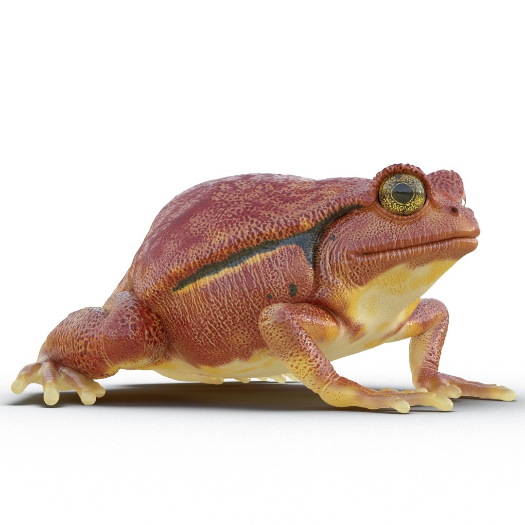 3d tomato frog pose 2 model https://p.turbosquid.com/ts-thumb/IA/XmEHVE/9xisFimj/tomatofrog3dsmodel06/jpg/1453732289/1920x1080/fit_q87/b32b89ac1c7ffd311cf1a9ab66fe35aad0502c31/tomatofrog3dsmodel06.jpg