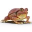 Tomato Frog Pose 2