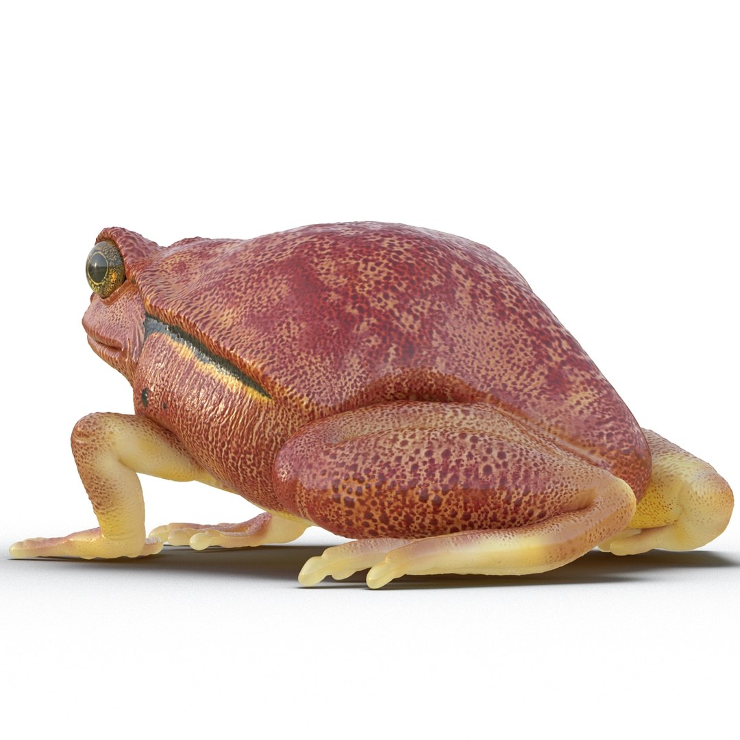 3d tomato frog pose 2 model https://p.turbosquid.com/ts-thumb/IA/XmEHVE/OJzg3izH/tomatofrog3dsmodel05/jpg/1453732289/1920x1080/fit_q87/f2c917cdfc1a3da9966b4d8cb7e00890a323868d/tomatofrog3dsmodel05.jpg