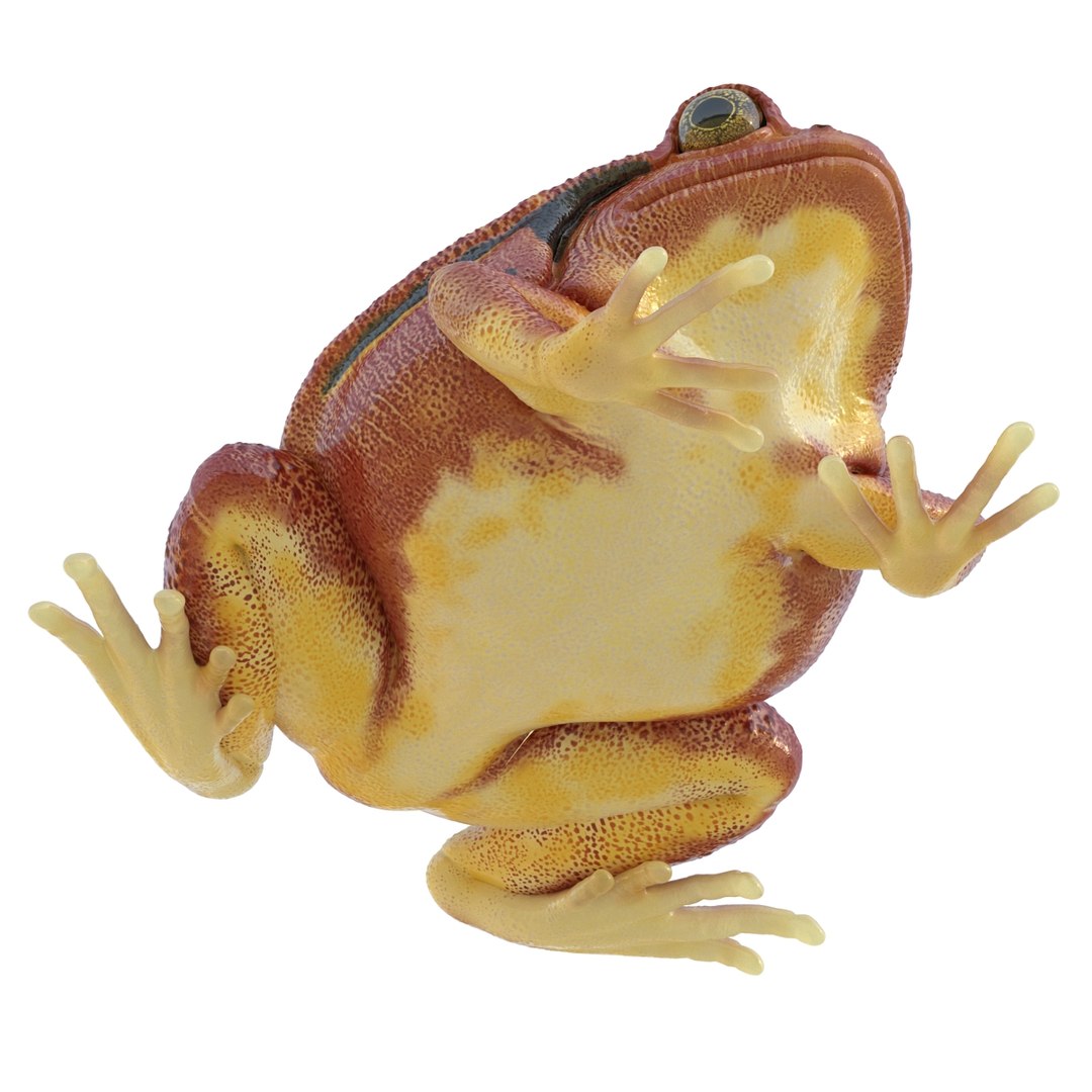 3d tomato frog pose 2 model https://p.turbosquid.com/ts-thumb/IA/XmEHVE/UqBVoEi5/tomatofrog3dsmodel10/jpg/1453732289/1920x1080/fit_q87/95920e2f11058897e82816655abefc9904dc84ee/tomatofrog3dsmodel10.jpg