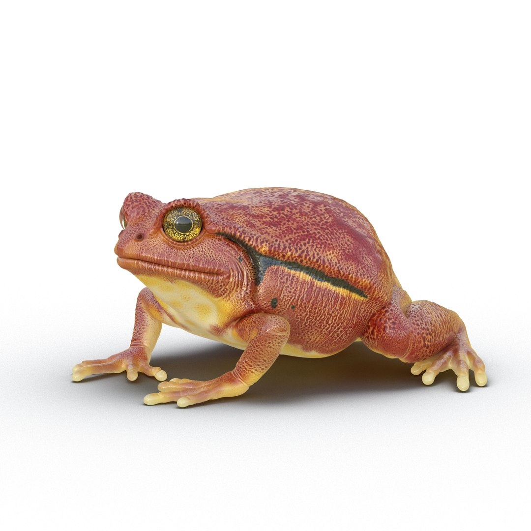 3d tomato frog pose 2 model https://p.turbosquid.com/ts-thumb/IA/XmEHVE/Z04lrFvT/tomatofrog3dsmodel02/jpg/1453732288/1920x1080/fit_q87/bbf2ef3931889276e83c88d5d2745caee015717c/tomatofrog3dsmodel02.jpg