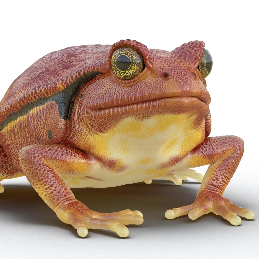 3d tomato frog pose 2 model https://p.turbosquid.com/ts-thumb/IA/XmEHVE/b5fZuyl3/tomatofrog3dsmodel13/jpg/1453732290/1920x1080/fit_q87/1005384e80f5e4bee7c66b7a0af5e2ff6d3abaff/tomatofrog3dsmodel13.jpg