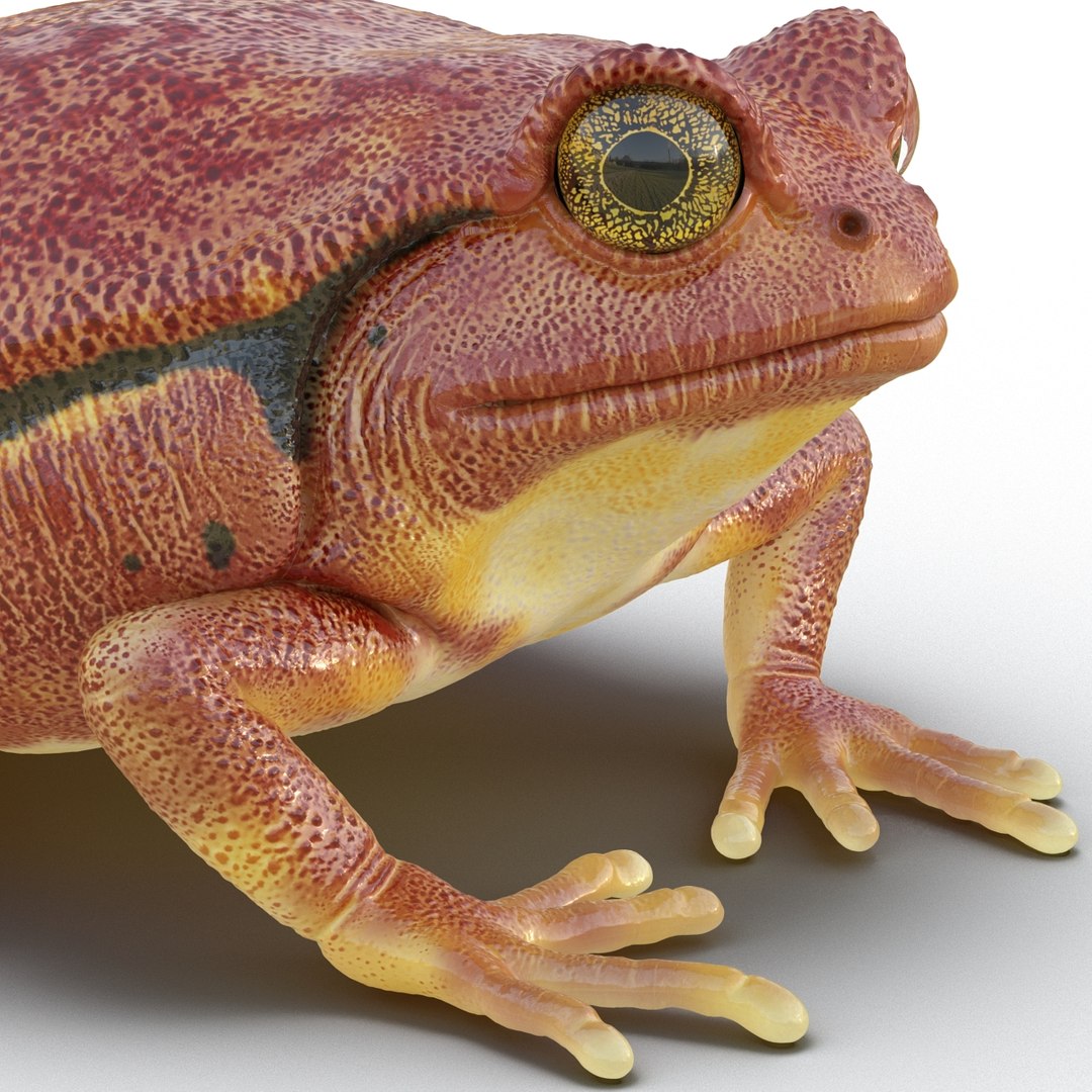 3d tomato frog pose 2 model https://p.turbosquid.com/ts-thumb/IA/XmEHVE/ezTMix1r/tomatofrog3dsmodel15/jpg/1453732290/1920x1080/fit_q87/33e8b5a674fd027dd8f0e41c0171278f4e237356/tomatofrog3dsmodel15.jpg