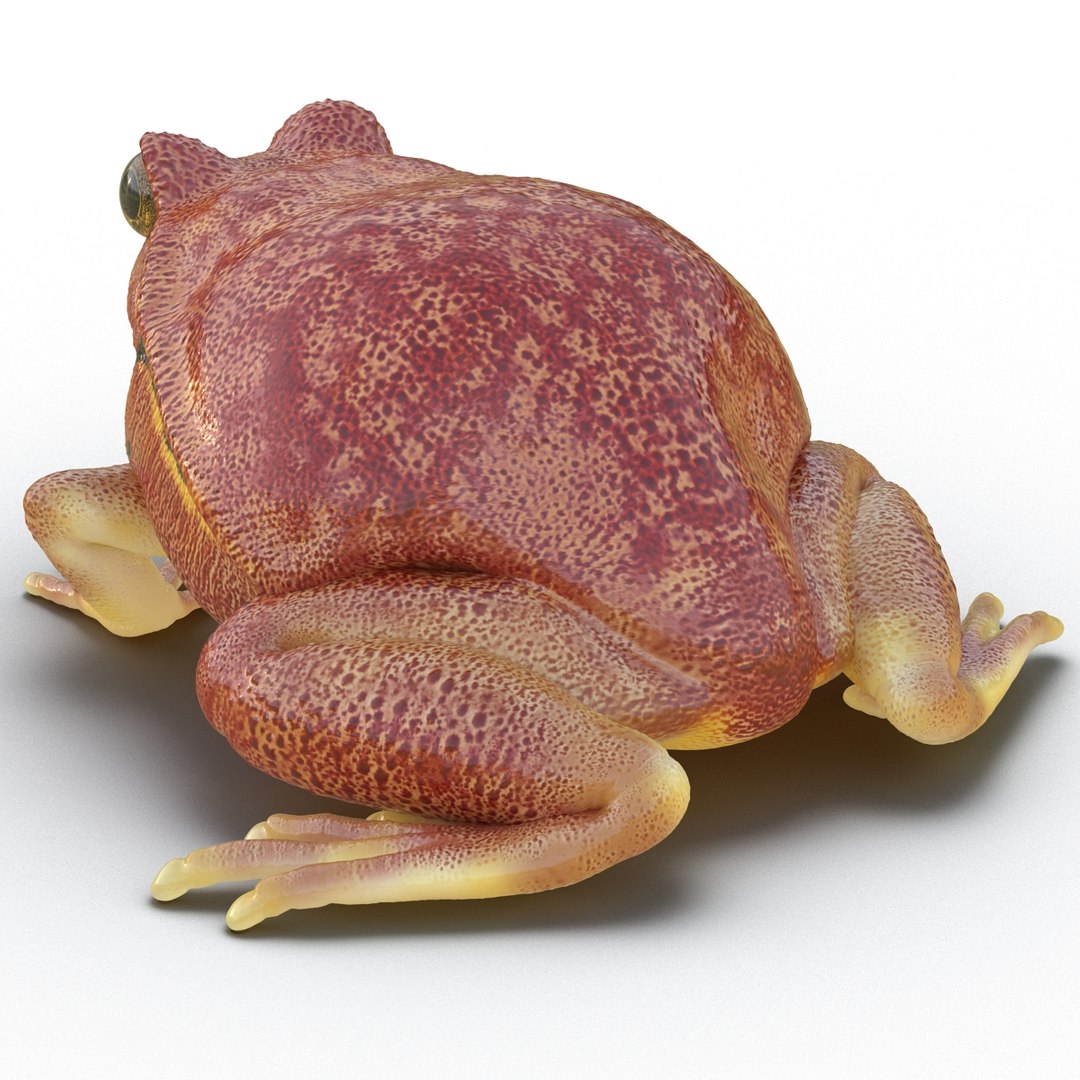 3d tomato frog pose 2 model https://p.turbosquid.com/ts-thumb/IA/XmEHVE/fEsgdaA2/tomatofrog3dsmodel09/jpg/1453732289/1920x1080/fit_q87/f6685d6e40197f18d51a9ec2eb0226805be7782c/tomatofrog3dsmodel09.jpg