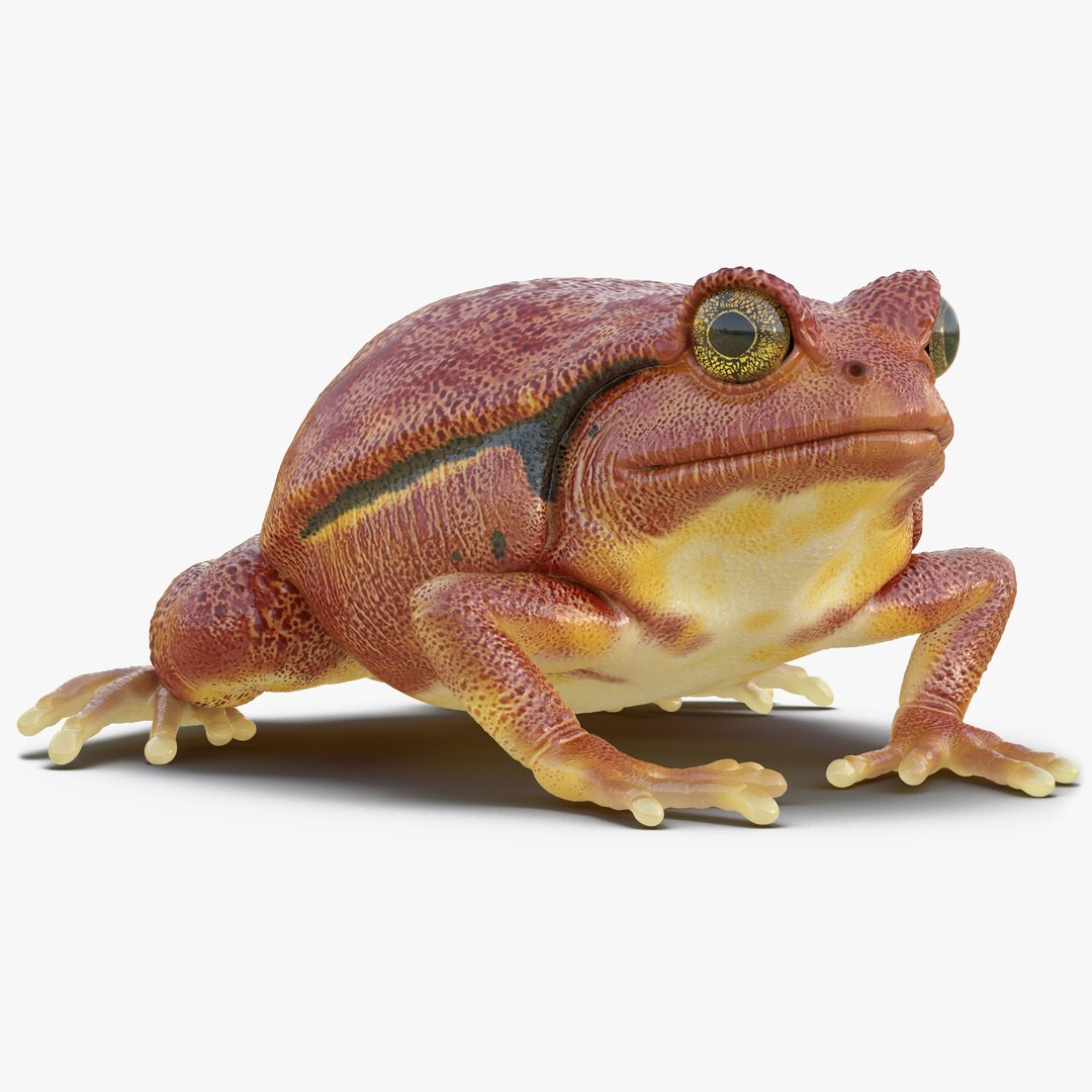 Tomato Frog Pose 2 3D model preview