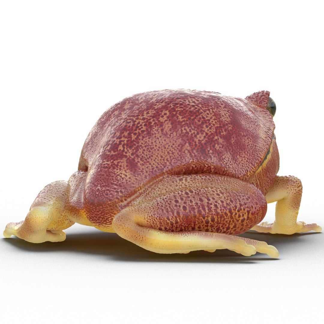 3d tomato frog pose 2 model https://p.turbosquid.com/ts-thumb/IA/XmEHVE/oW9Fj6sn/tomatofrog3dsmodel07/jpg/1453732289/1920x1080/fit_q87/a75c95446d2f72c6687db37d302df86580b9fd1d/tomatofrog3dsmodel07.jpg