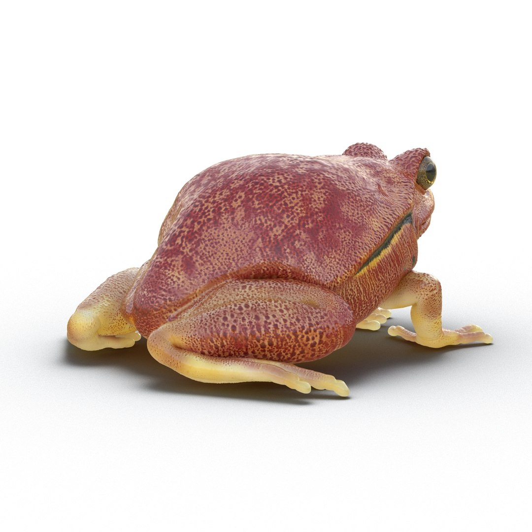 3d tomato frog pose 2 model https://p.turbosquid.com/ts-thumb/IA/XmEHVE/tFuwv7a7/tomatofrog3dsmodel03/jpg/1453732288/1920x1080/fit_q87/093485ffa833cf78f83a92712a0bfcd28e0a55fd/tomatofrog3dsmodel03.jpg