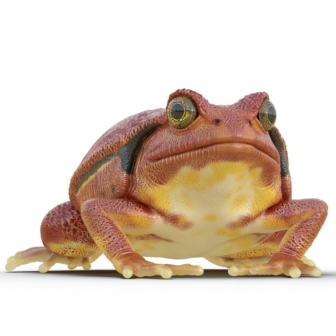 3d tomato frog pose 2 model https://p.turbosquid.com/ts-thumb/IA/XmEHVE/uKVC8jDT/tomatofrog3dsmodel04/jpg/1453732288/1920x1080/fit_q87/00899c8fd9b9e03312c4c607b83dfe3ec20b7de4/tomatofrog3dsmodel04.jpg