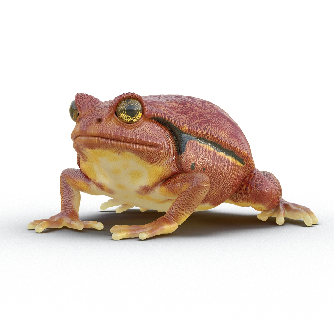 3d tomato frog pose 2 model https://p.turbosquid.com/ts-thumb/IA/XmEHVE/urxPJ4vw/tomato_frog_pose_2_360/jpg/1453732348/1920x1080/turn_fit_q99/14447c740542fab2d2383b4cd408d7b00b516118/tomato_frog_pose_2_360-1.jpg