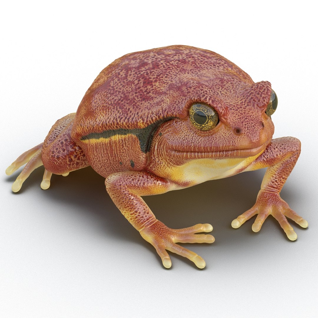 3d tomato frog pose 2 model https://p.turbosquid.com/ts-thumb/IA/XmEHVE/zpmI1GD6/tomatofrog3dsmodel08/jpg/1453732289/1920x1080/fit_q87/18088f034cbbc23625f54759152c1afdd3bfa277/tomatofrog3dsmodel08.jpg