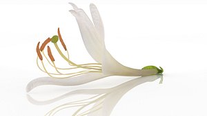 3D Japanese honeysuckle flower health herb model