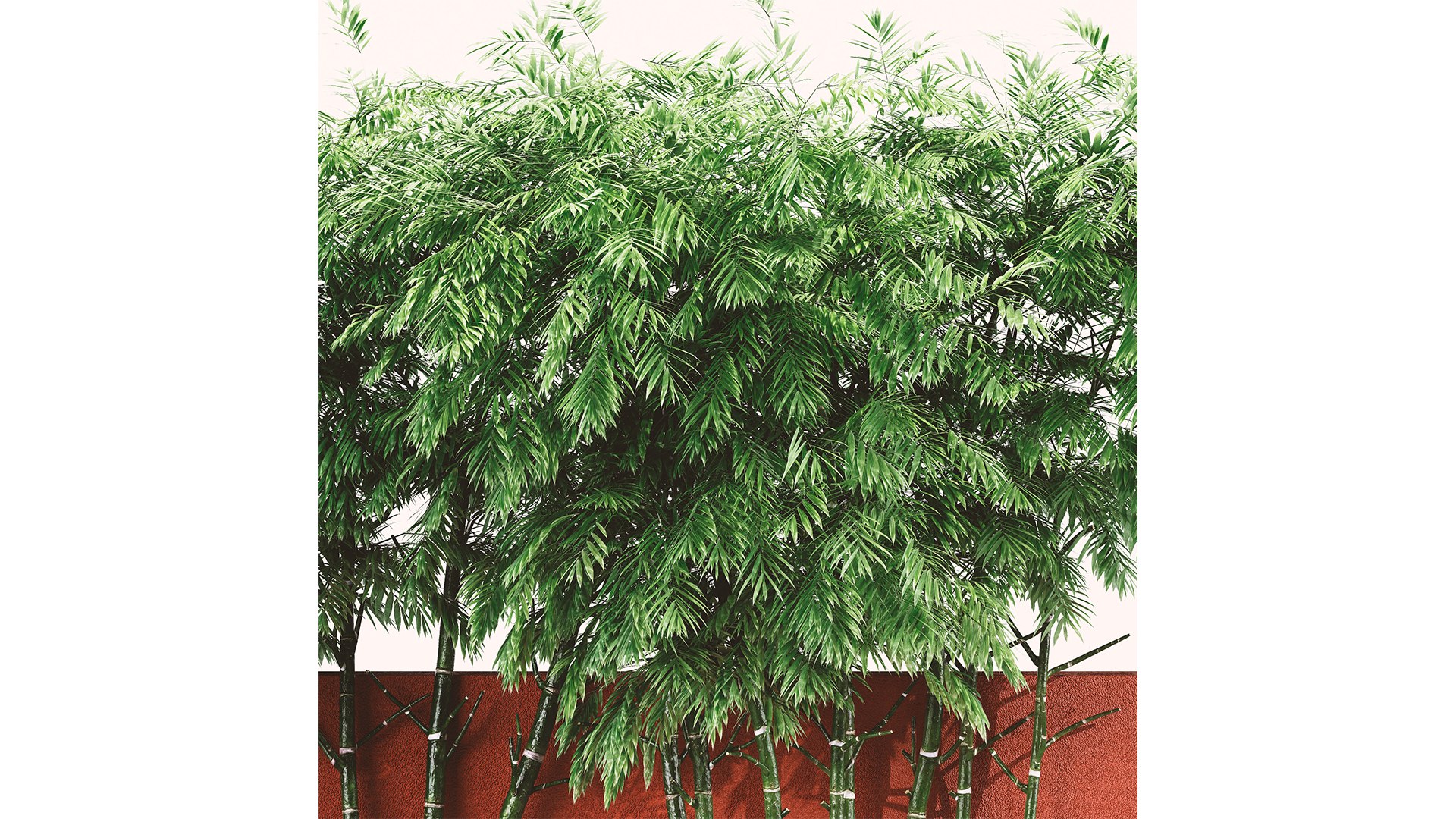 Backyard Landscaping - Bamboo Wall-vray max 3D model https://p.turbosquid.com/ts-thumb/IA/Z3ja4B/0C/z05/png/1718534983/1920x1080/fit_q87/77cf536df78acb8d8fd9afc8927b032578007e0b/z05.jpg