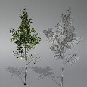 birch tree 3d model