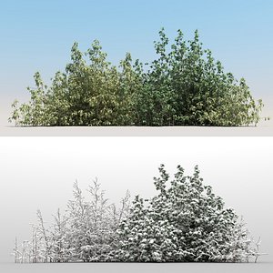 10 Forest Bush with snow