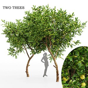 3D Fruit tree lemon