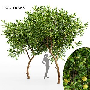 Fruit tree lemon