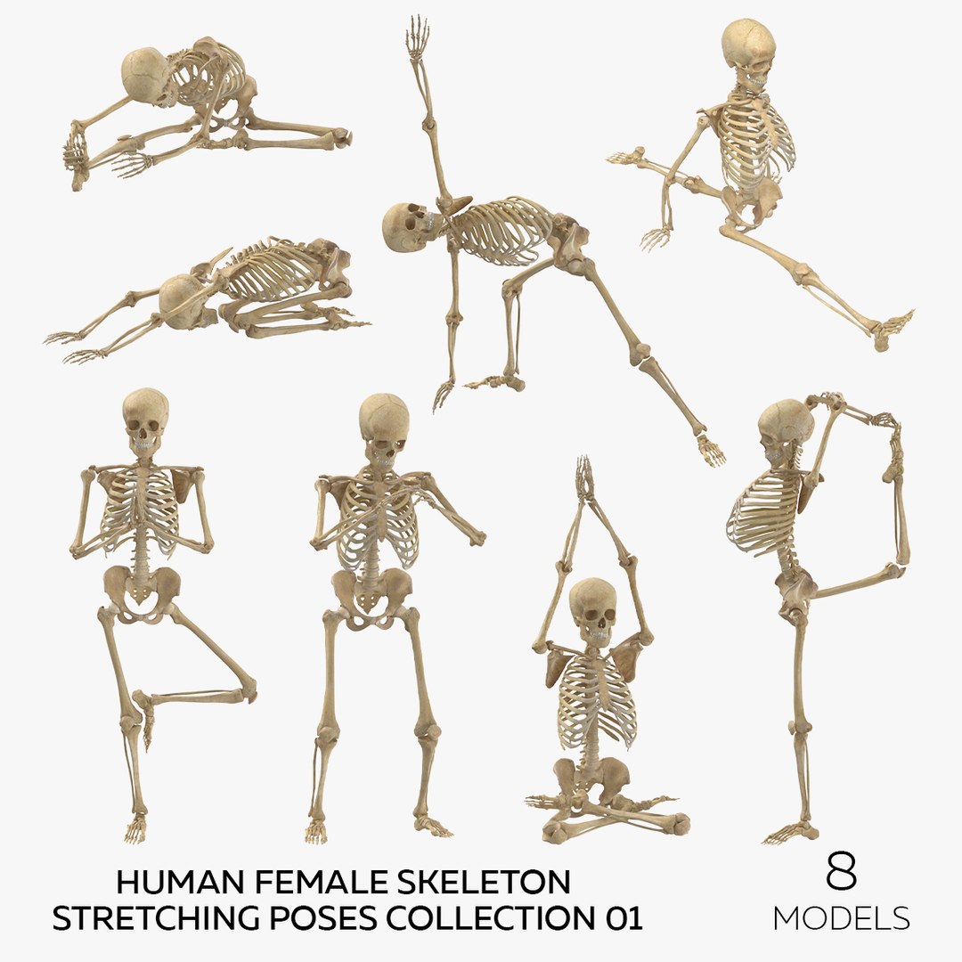 Human Female Skeleton Pose 3D, Incl. adult & body - Envato Elements