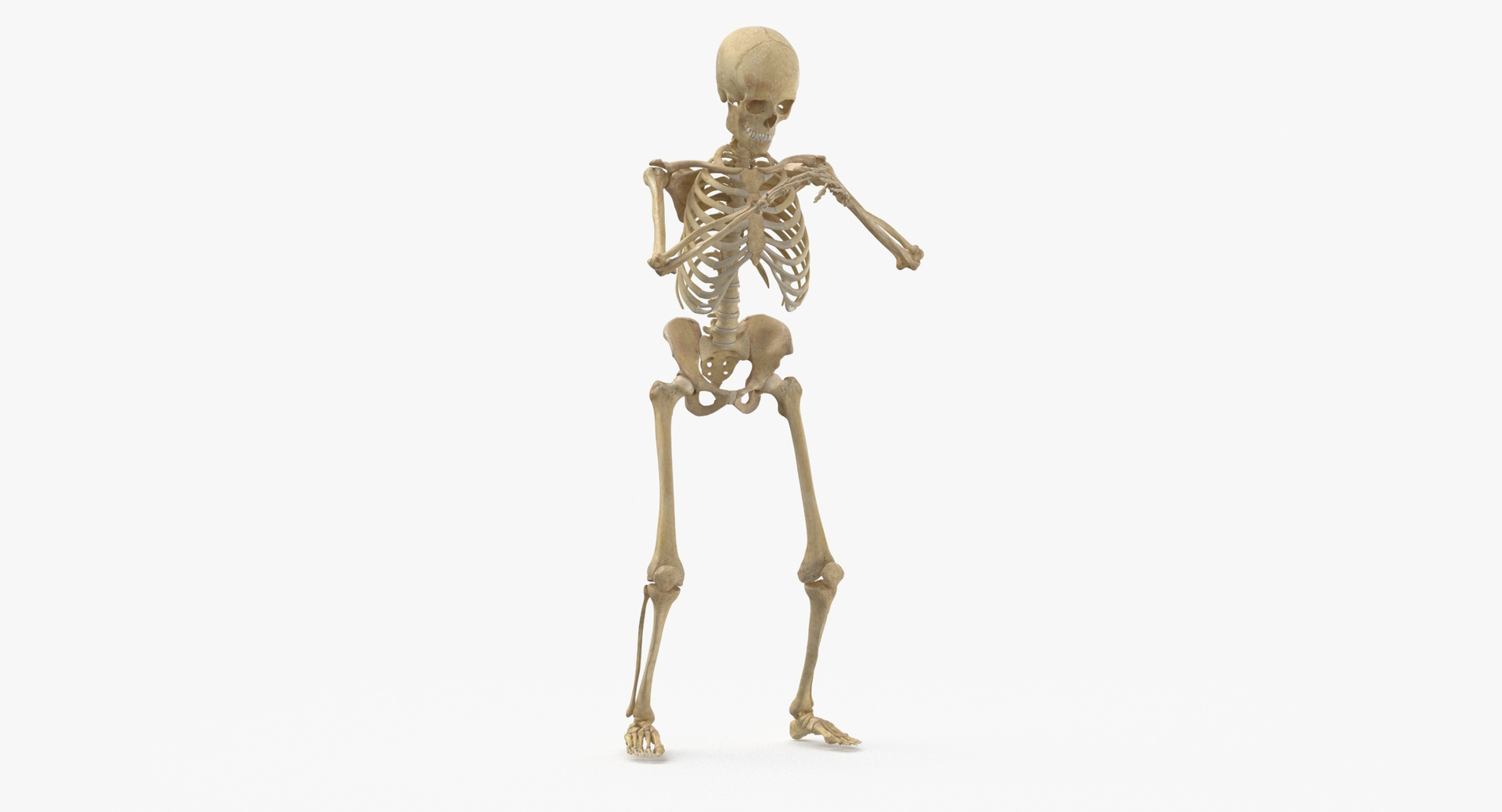 13,558 Skeleton Poses Images, Stock Photos, 3D objects, & Vectors